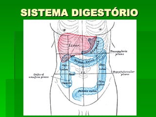 SISTEMA DIGESTÓRIO 