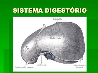 SISTEMA DIGESTÓRIO 