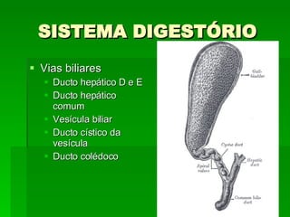 SISTEMA DIGESTÓRIO Vias biliares Ducto hepático D e E Ducto hepático comum Vesícula biliar Ducto cístico da vesícula Ducto colédoco 