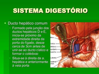 SISTEMA DIGESTÓRIO Ducto hepático comum Formado pela junção dos ductos hepáticos D e E, inicia-se próximo da extremidade direita da porta do fígado, desce cerca de 3cm antes de unir-se ao ducto cístico e formar o colédoco Situa-se à direita da a. hepática e anteriormente à veia porta 