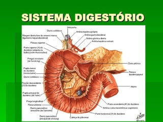 SISTEMA DIGESTÓRIO 