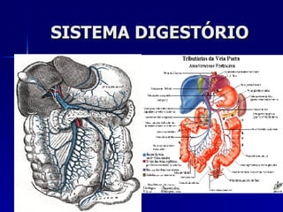 SISTEMA DIGESTÓRIO 