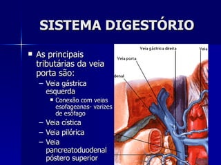 SISTEMA DIGESTÓRIO As principais tributárias da veia porta são: Veia gástrica esquerda Conexão com veias esofageanas- varizes de esôfago Veia cística Veia pilórica Veia pancreatoduodenal póstero superior 