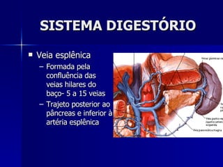SISTEMA DIGESTÓRIO Veia esplênica Formada pela confluência das veias hilares do baço- 5 a 15 veias Trajeto posterior ao pâncreas e inferior à artéria esplênica 