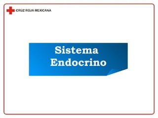 Sistema  Endocrino 