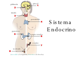 Sistema  Endocrino pineal pitituaria tiroide paratiroide pancreas supra renales ovarios testículos ( masculino  a la izquierda,  femenino  a la derecha) 