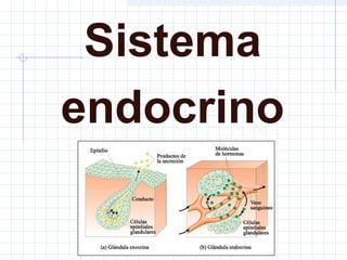 Sistema
endocrino
 