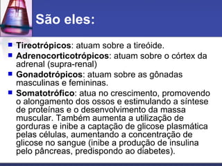 São eles: Tireotrópicos : atuam sobre a tireóide.  Adrenocorticotrópicos : atuam sobre o córtex da adrenal (supra-renal)  Gonadotrópicos : atuam sobre as gônadas masculinas e femininas.  Somatotrófico : atua no crescimento, promovendo o alongamento dos ossos e estimulando a síntese de proteínas e o desenvolvimento da massa muscular. Também aumenta a utilização de gorduras e inibe a captação de glicose plasmática pelas células, aumentando a concentração de glicose no sangue (inibe a produção de insulina pelo pâncreas, predispondo ao diabetes).    