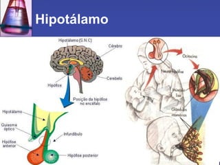 Hipotálamo  