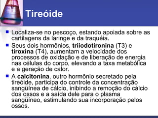 Tireóide  Localiza-se no pescoço, estando apoiada sobre as cartilagens da laringe e da traquéia.  Seus dois hormônios,  triiodotironina  (T3) e  tiroxina  (T4), aumentam a velocidade dos processos de oxidação e de liberação de energia nas células do corpo, elevando a taxa metabólica e a geração de calor. A  calcitonina , outro hormônio secretado pela tireóide, participa do controle da concentração sangüínea de cálcio, inibindo a remoção do cálcio dos ossos e a saída dele para o plasma sangüíneo, estimulando sua incorporação pelos ossos.  