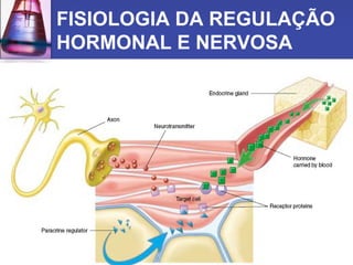 FISIOLOGIA DA REGULAÇÃO HORMONAL E NERVOSA 