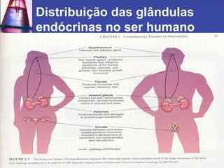 Distribuição das glândulas endócrinas no ser humano 