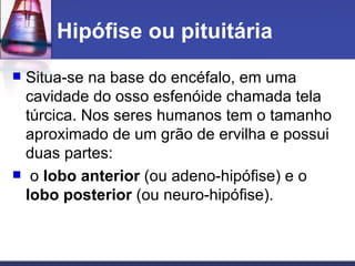 Hipófise ou pituitária  Situa-se na base do encéfalo, em uma cavidade do osso esfenóide chamada tela túrcica. Nos seres humanos tem o tamanho aproximado de um grão de ervilha e possui duas partes: o  lobo anterior  (ou adeno-hipófise) e o  lobo posterior  (ou neuro-hipófise). 