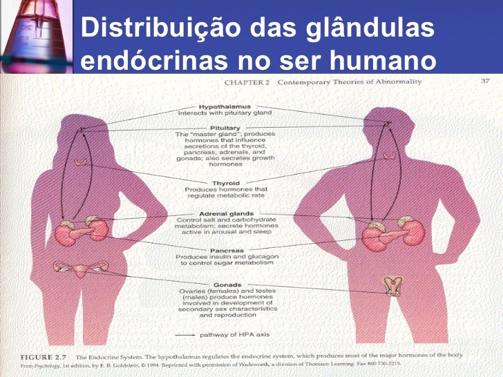Uma Das Maiores Glândulas Endócrinas Do Corpo Humano