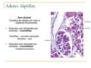 Adeno- hipófise Pars distalis   Cordões de células em meio a capilares fenestrados Grânulos com afinidades por corantes –  cromófilas   Acidófilas – vermelho-alaranjado  Basófilas – azul Grânulos sem afinidade por corantes –  cromófobas Citoplasma escasso 