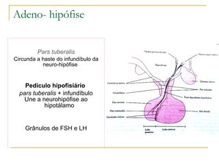 Adeno- hipófise Pars tuberalis Circunda a haste do infundíbulo da neuro-hipófise Pedículo hipofisiário   pars tuberalis  + infundíbulo Une a neurohipófise ao hipotálamo  Grânulos de FSH e LH 