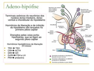 Adeno-hipófise Terminais axônicos do neurônios dos núcleos dorso-mediano, dorso ventral e infundibular do hipotálamo Hormônios de liberação e de inibição do hipotálamo são lançados no primeiro plexo capilar Drenados pelas veias porta-hipofisárias, que se ligam ao segundo plexo capilar Hormônios hipotalâmicos de liberação  (R =release) TRH    TSH CRH   ACTH GRH   GH GnRH   FSH e LH PRH   prolactina 