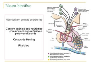 Neuro-hipófise Não contem células secretoras Contem axônios dos neurônios com núcleos supra-óptico e para-ventriculares Corpos de Herring Pituicitos  