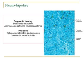 Corpos de Herring  Dilatações do axônio  Acúmulos de grânulos neurossecretores P ituícitos Células semelhantes às da glia que sustentam estes axônios Neuro-hipófise Núcleos  dos pituícitos 