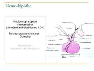 Neuro-hipófise Núcleo supra-óptico Vasopressina  (hormônio anti-diurético ou ADH)  Núcleos paraventriculares  Ocitocina Neurofisina  Proteína transportadora 