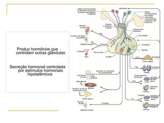 Produz hormônios que controlam outras glândulas Secreção hormonal controlada por estímulos hormonais hipotalâmicos  
