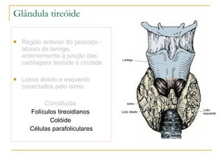 Glândula tireóide Região anterior do pescoço - abaixo da laringe, anteriormente à junção das cartilagens tireóide e cricóide Lobos direito e esquerdo conectados pelo istmo. Constituída  Folículos tireoidianos  Colóide  Células parafoliculares 