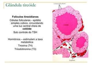 Glândula tireóide Folículos   tireoidianos Células foliculares - epitélio simples cúbico, circundando uma luz central cheia de  colóide Sob controle do TSH Hormônios – estimulam a taxa metabólica Tiroxina (T4) Triiodotironina (T3) 