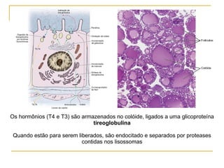 Os hormônios (T4 e T3) são armazenados no colóide, ligados a uma glicoproteína tireoglobulina Quando estão para serem liberados, são endocitado e separados por proteases contidas nos lisossomas 