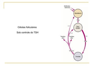 Células foliculares  Sob controle do TSH 