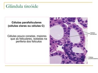 Glândula tireóide Células parafoliculares  (células claras ou células C)   Células pouco coradas, maiores que as foliculares, isoladas na periferia dos folículos 