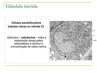 Glândula tireóide Células parafoliculares  (células claras ou células C)   Grânulos –  calcitonina  – inibe a reabsorção óssea pelos osteoclastos e diminui a concentração de cálcio sérico 