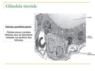 Células parafoliculares  Células pouco coradas Maiores que as foliculares Isoladas na periferia dos folículos Glândula tireóide 