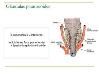 Glândulas paratireóides  2 superiores e 2 inferiores Incluídas na face posterior da cápsula da glândula tireóide 