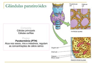 Composta   Células principais  Células oxífilas  Produz  Paratormônio (PTH) Atua nos ossos, rins e intestinos, regulam as concentrações de cálcio sérico Glândulas paratireóides  
