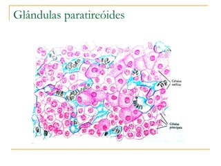 Glândulas paratireóides 