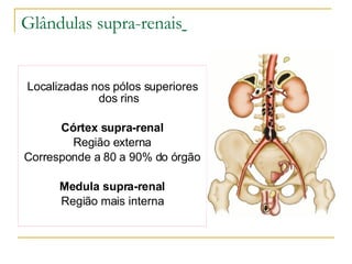 Glândulas supra-renais   Localizadas nos pólos superiores dos rins Córtex supra-renal Região externa Corresponde a 80 a 90% do órgão Medula supra-renal Região mais interna 