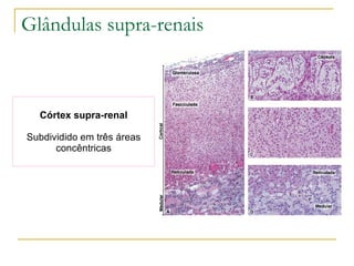 Córtex supra-renal Subdividido em três áreas concêntricas Glândulas supra-renais 