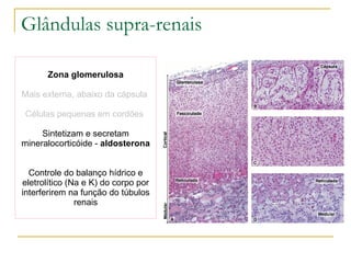 Zona glomerulosa Mais externa, abaixo da cápsula  Células pequenas em cordões  Sintetizam e secretam mineralocorticóide -  aldosterona Controle do balanço hídrico e eletrolítico (Na e K) do corpo por interferirem na função do túbulos renais Glândulas supra-renais 