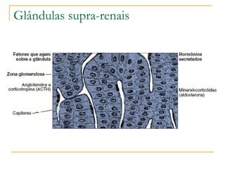 Glândulas supra-renais 