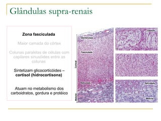 Zona fasciculada  Maior camada do córtex Colunas paralelas de células com capilares sinusóides entre as colunas  Sintetizam glicocorticóides –  cortisol (hidrocortisona)   Atuam no metabolismo dos carboidratos, gordura e protéico Glândulas supra-renais 