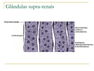 Glândulas supra-renais 