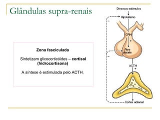 Zona fasciculada  Sintetizam glicocorticóides –  cortisol (hidrocortisona)   A síntese é estimulada pelo ACTH.  Glândulas supra-renais 