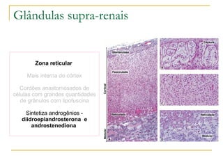 Zona reticular  Mais interna do córtex Cordões anastomosados de células com grandes quantidades de grânulos com lipofuscina Sintetiza androgênios -  diidroepiandrosterona  e androstenediona  Glândulas supra-renais 