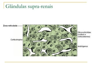 Glândulas supra-renais 