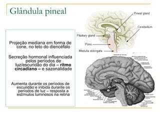 Glândula pineal Projeção mediana em forma de cone, no teto do diencéfalo Secreção hormonal influenciada pelos períodos de luz/escuridão do dia –  ritmo circadiano –  e sazonalidade Aumenta durante os períodos de escuridão e inibida durante os períodos de luz – resposta a estímulos luminosos na retina 
