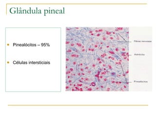 Pinealócitos – 95% Células intersticiais Glândula pineal 