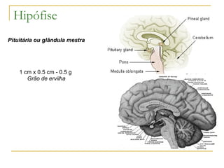 Hipófise  Pituitária ou glândula mestra 1 cm x 0.5 cm - 0.5 g  Grão de ervilha 