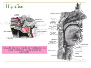 Situada abaixo e ligada ao hipotálamo, na fossa hipofisária -  sella turcica  do esfenóide  Hipófise  