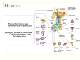 Produz hormônios que controlam outras glândulas Secreção hormonal controlada por estímulos hormonais hipotalâmicos  Hipófise  
