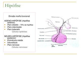 Hipófise Divisão morfo-funcional  ADENO-HIPÓFISE (hipófise anterior)  Pars distalis  – 75% da hipófise  Pars intermedia  Pars tuberalis Células epiteliais NEURO-HIPÓFISE (hipófise posterior) Eminência média Infundíbulo Pars nervosa Células nervosas 
